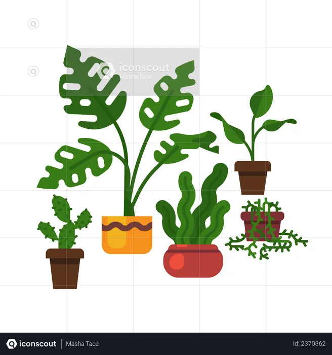 Swiss cheese plant,  sansevieria, cactus and more  Illustration