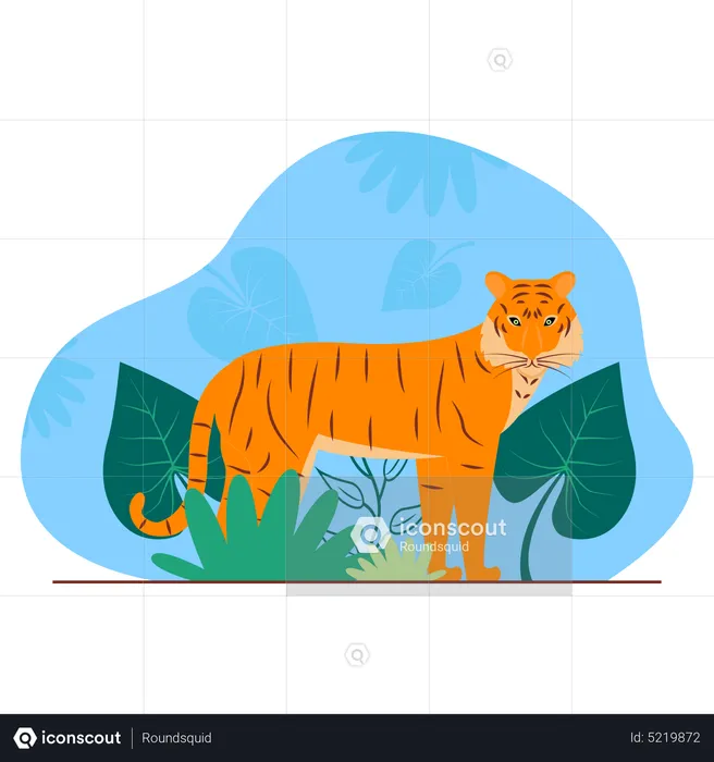 Tiger  Illustration