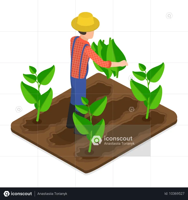 Tobacco Industry with tabacco farmer  Illustration