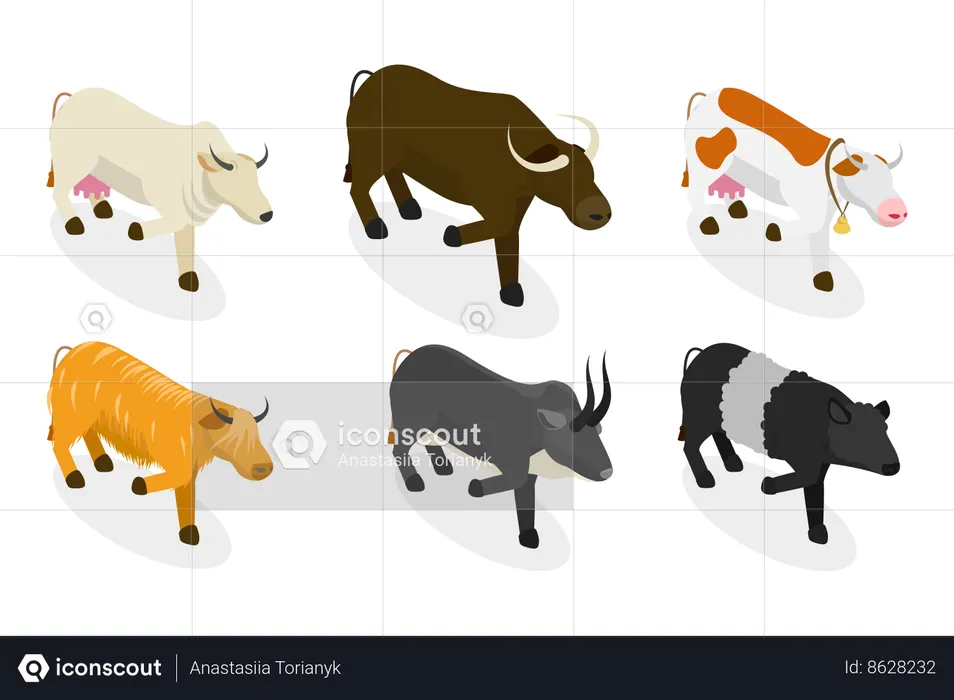 Toros y vacas  Ilustración