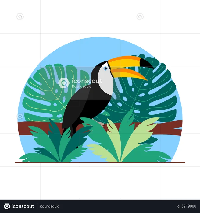 Toucan  Illustration