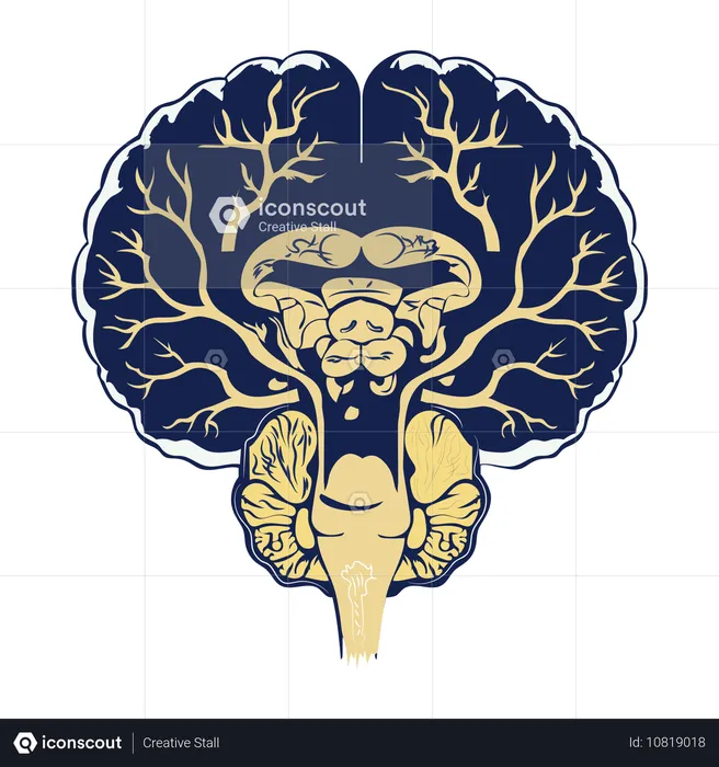 Tronco cerebral  Ilustração