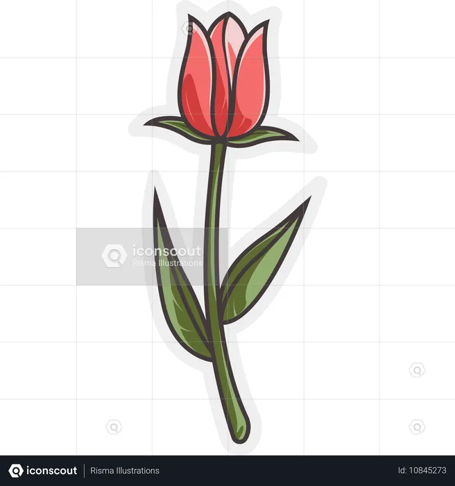 Flor tulipa  Ilustração