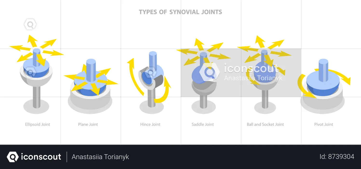 Types Of Synovial Joints  Illustration