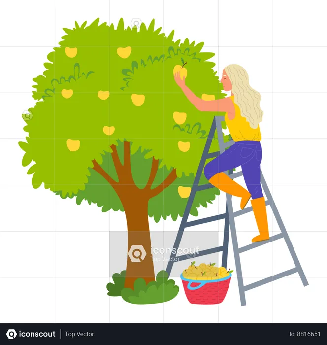 La femme cueille des fruits d’un arbre  Illustration