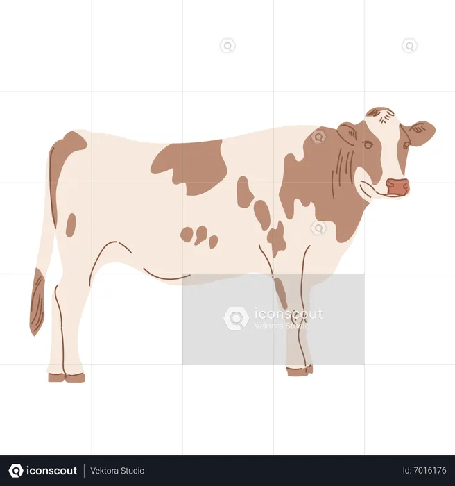 Vache  Illustration