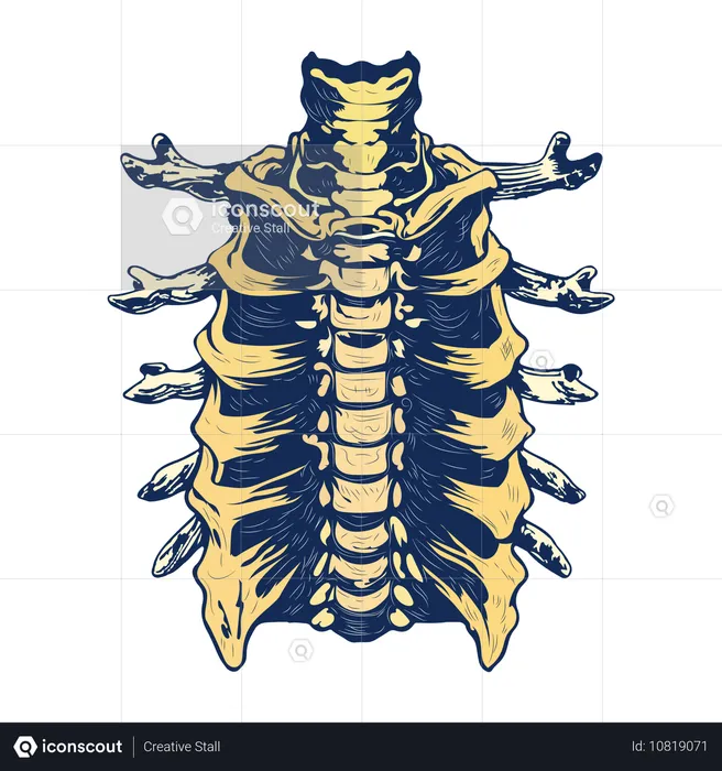 Vertèbre thoracique  Illustration