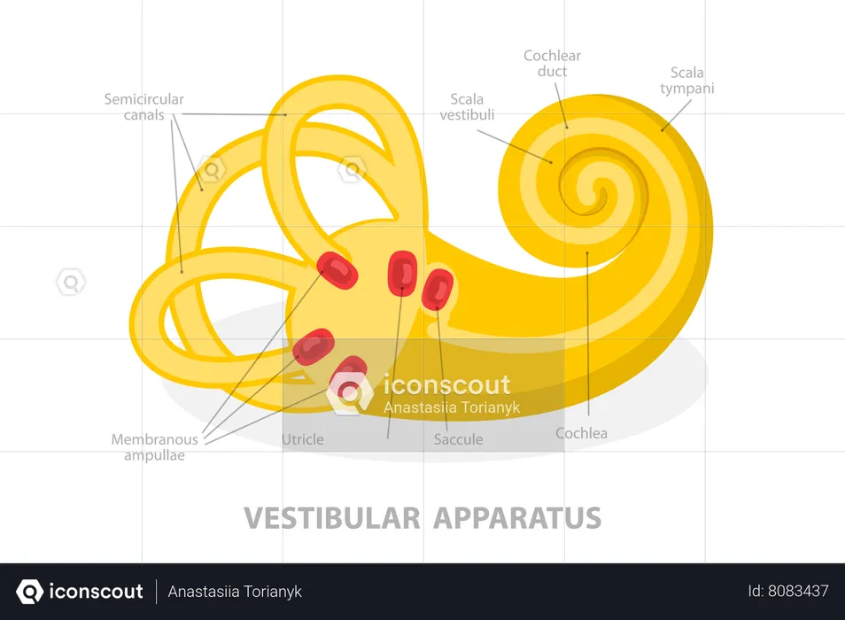 Vestibular Apparatus  Illustration