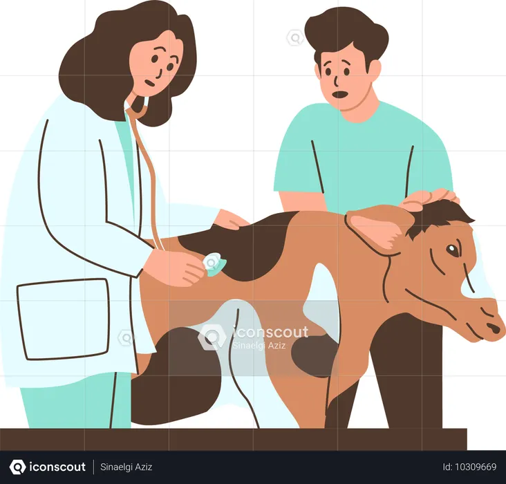 Veterinarian Examining A Cow In A Clinic  Illustration