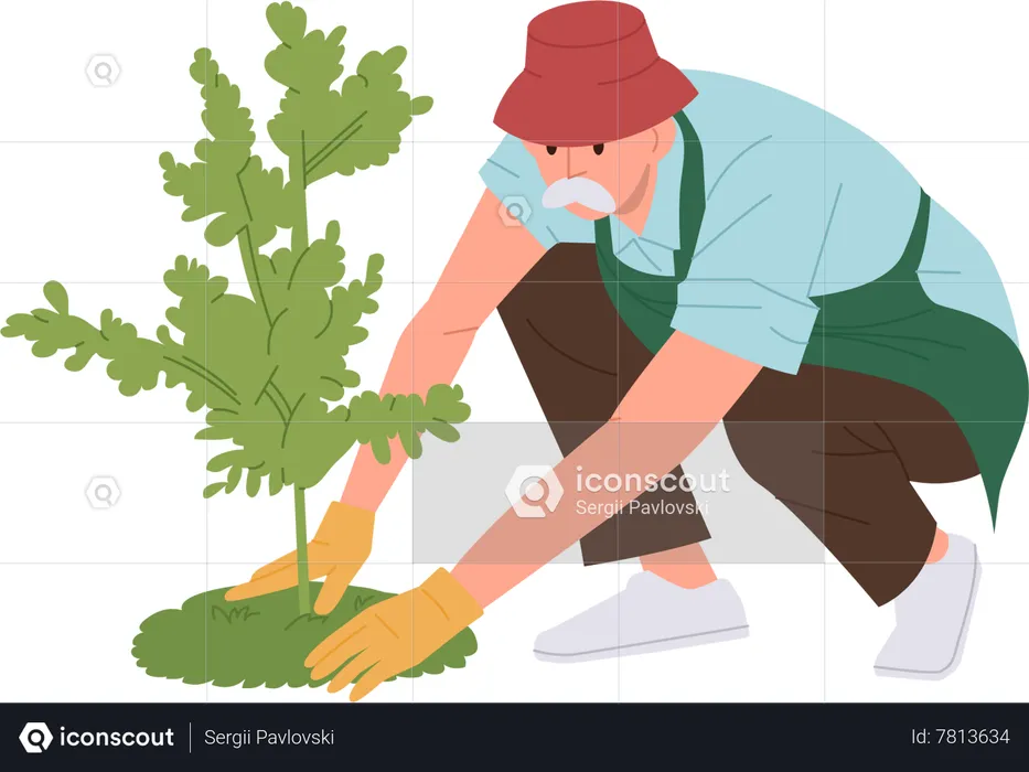 Viejo jardinero masculino senior con guantes de goma plantando árboles jóvenes en el agujero del suelo  Ilustración