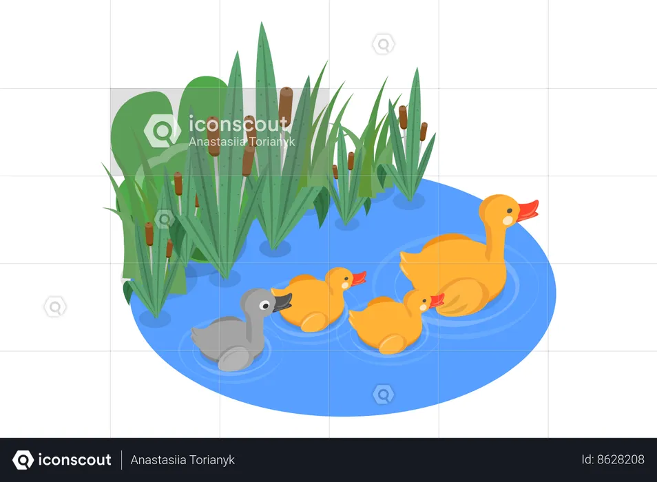 Waterfowls Swimming in Pond  Illustration