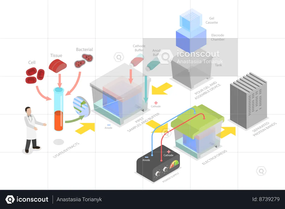 Western Blot et analyse biochimique  Illustration