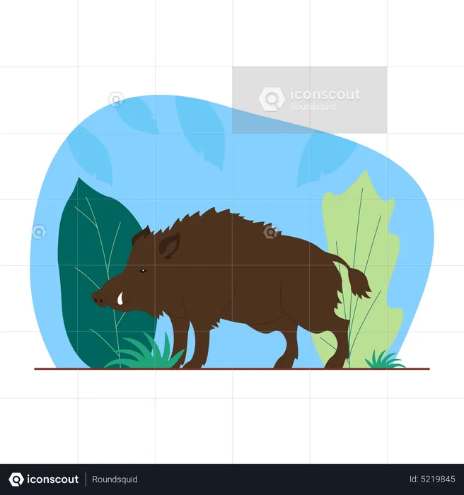 Wild Boar  Illustration