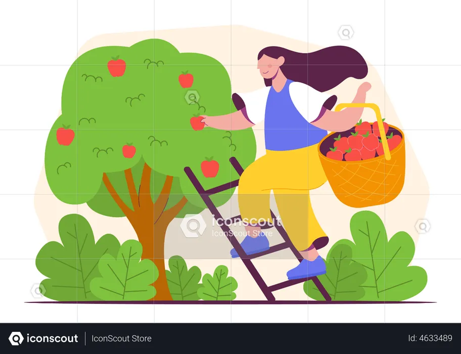 Woman collecting apple  Illustration