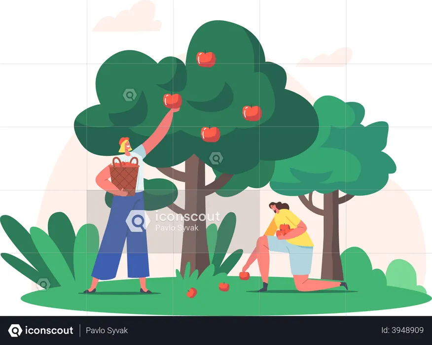 Woman collecting apples  Illustration