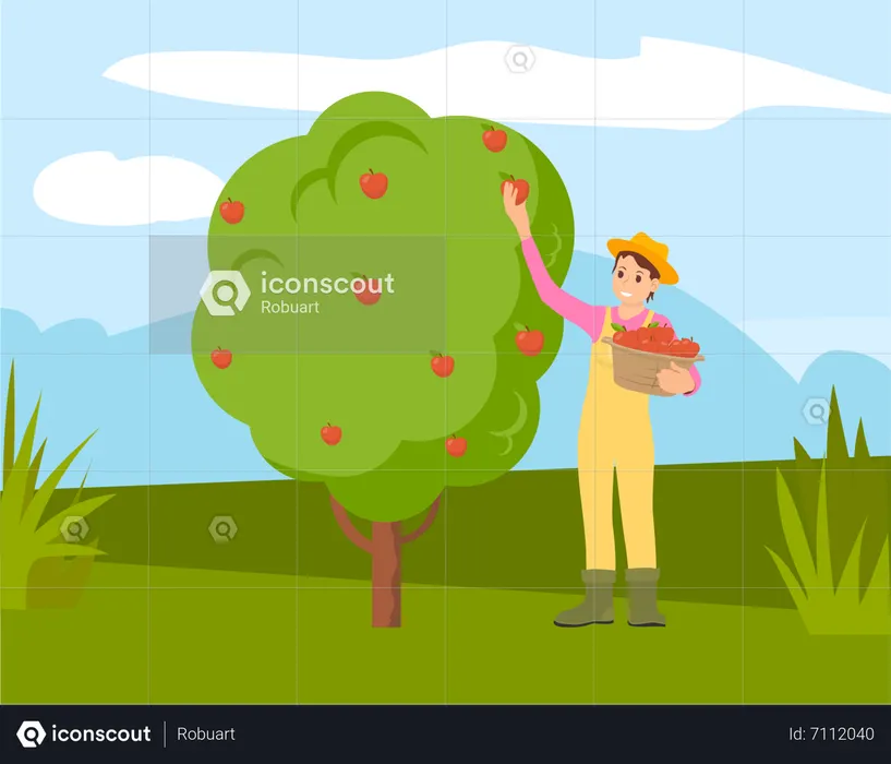 Woman collecting apples from tree  Illustration