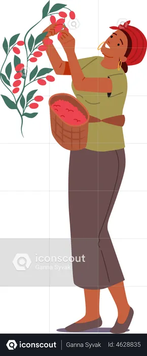 Woman cultivating fresh coffee beans  Illustration