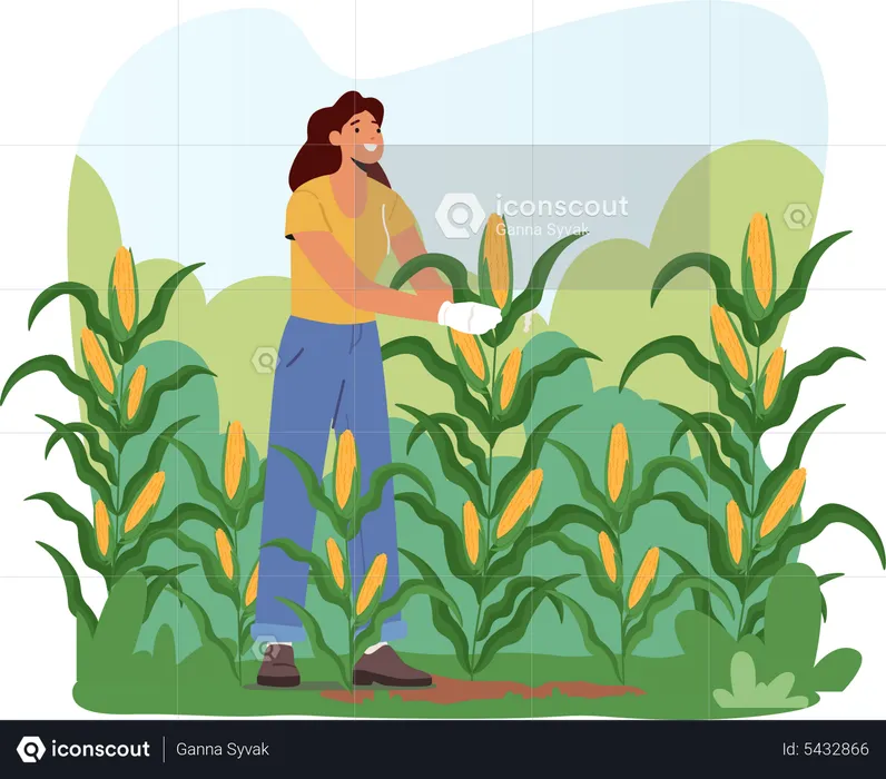 Woman Farmer in Gloves Harvesting Corn on Field  Illustration