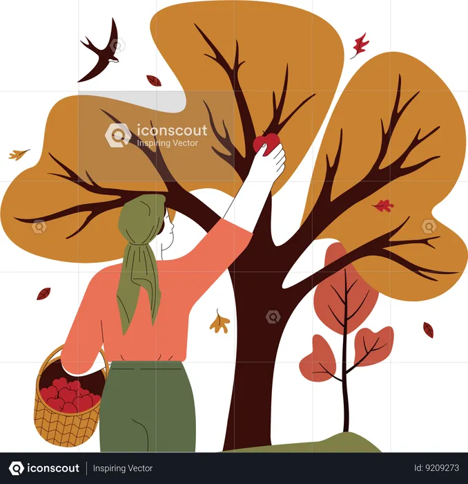 Woman farmer plucks apples  Illustration