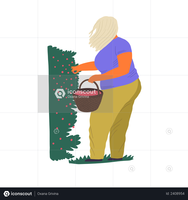 Woman gathering berries in bucket Illustration