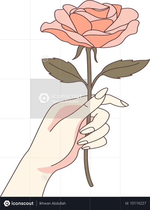 Woman Hand Holding Beautiful Rose Flower  Illustration