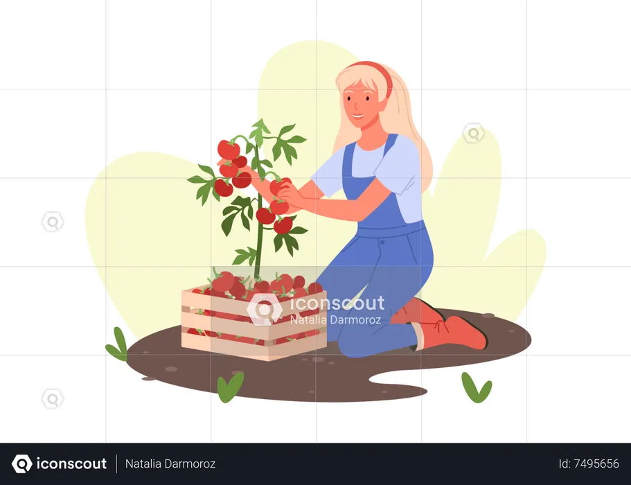 Woman Harvest Vegetable  Illustration