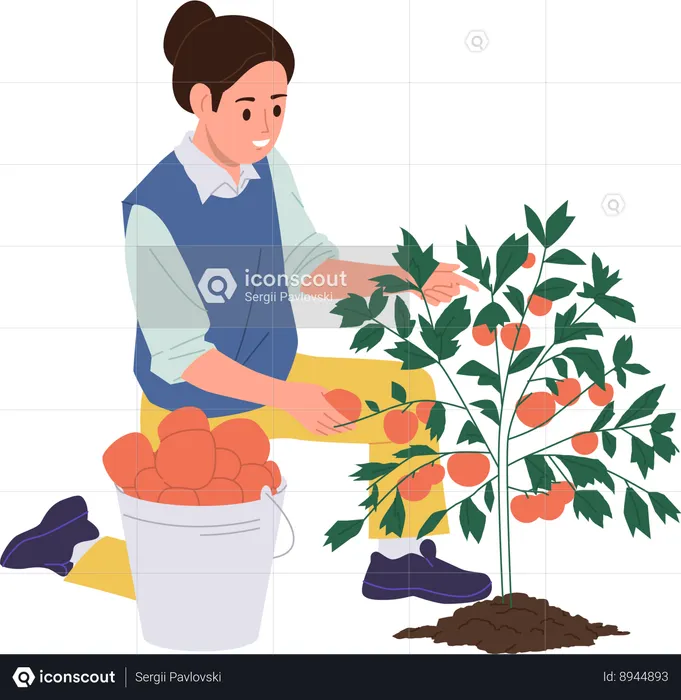 Woman is harvesting tomatoes for production of tomato ketchup  Illustration