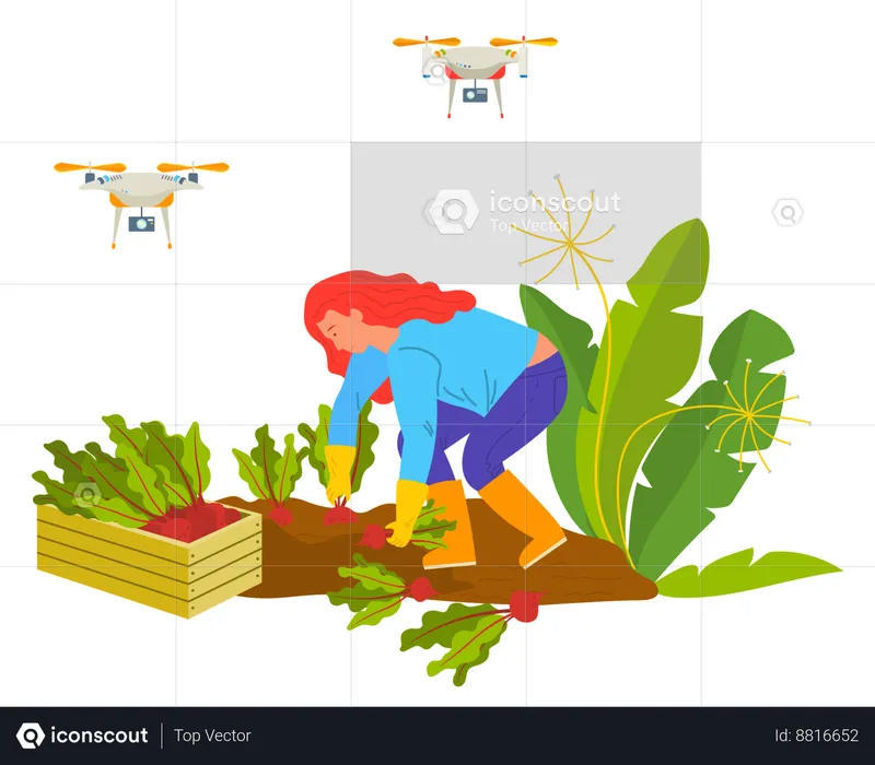 Woman is plucking beetroot from ground  Illustration