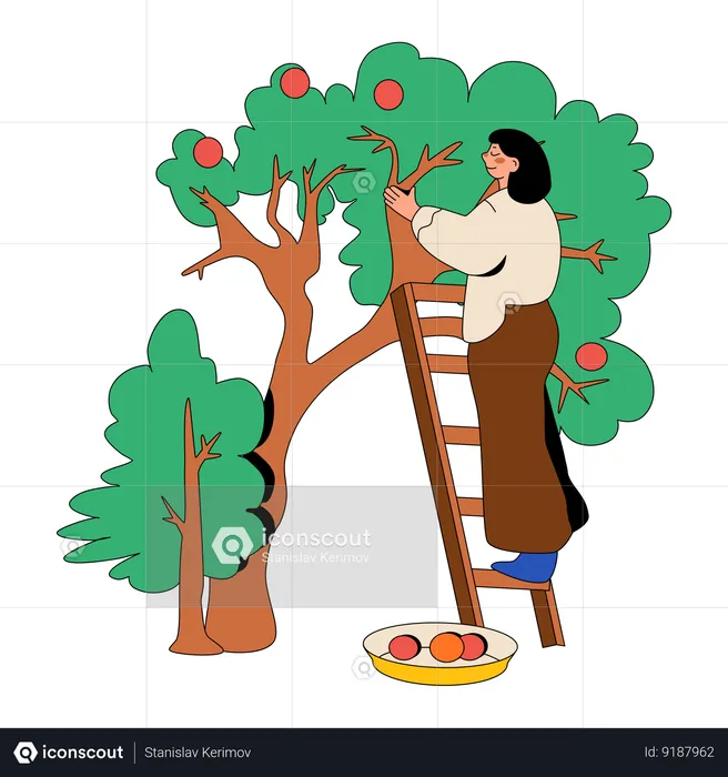 Woman Picking Apples In The Orchard  Illustration