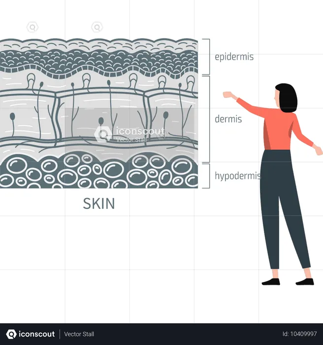 Woman presenting skin layers  Illustration