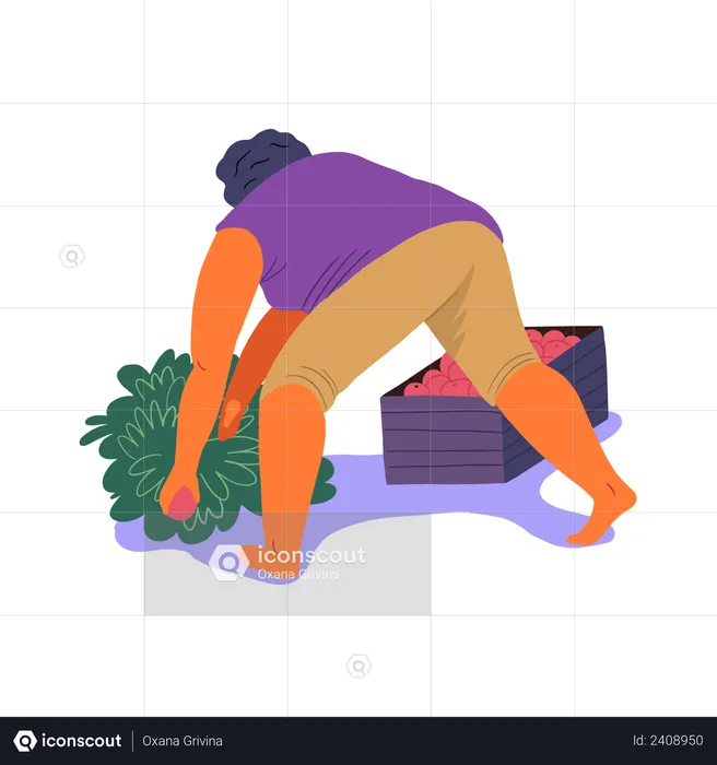 Woman putting berries in box  Illustration