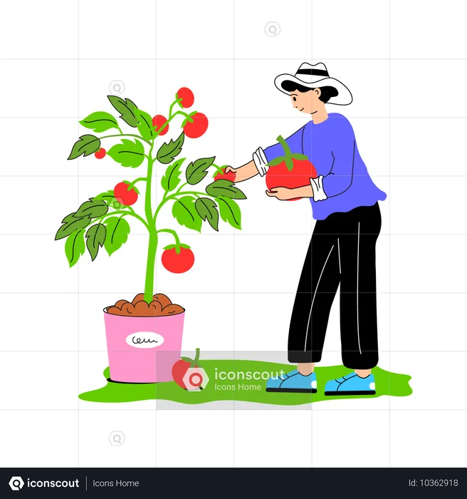 Worker harvesting ripe tomatoes from the vine  Illustration