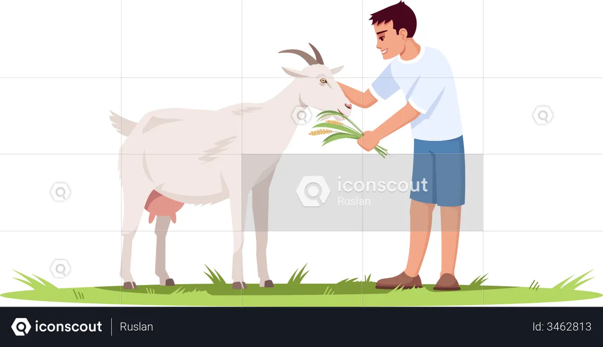 Young Boy Feeding grass to Goat  Illustration