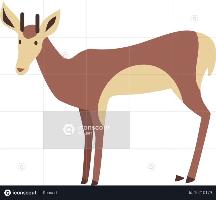 Young Deer  Illustration