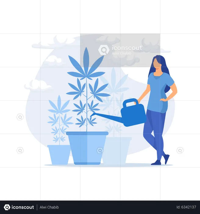 Young woman watering hemp plant  Illustration