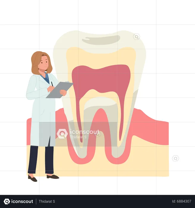 Zahnärztin mit großer Anatomie des Zahns  Illustration