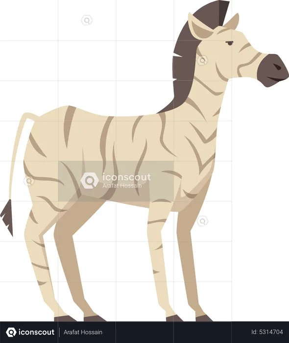 Zebra  Illustration