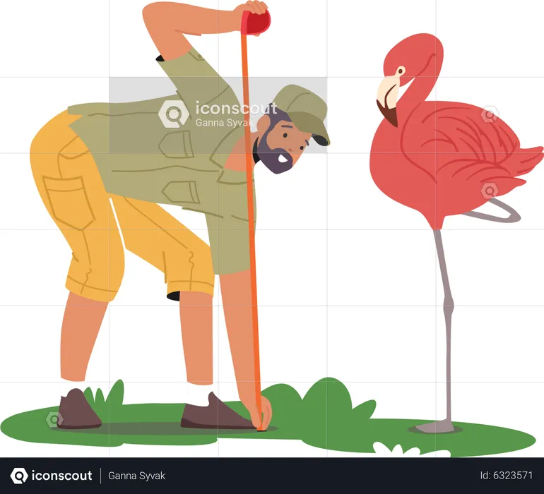 Zoo veterinarian measuring flamingo height  Illustration