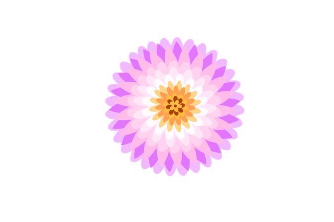ピンクのダリアの花  イラスト