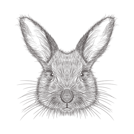 うさぎ  イラスト