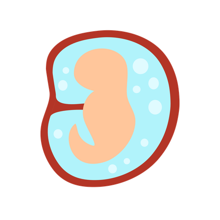 1 Monat Entwicklung eines menschlichen Embryos  Illustration