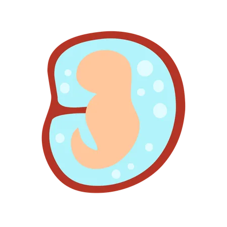 1 Monat Entwicklung eines menschlichen Embryos  Illustration