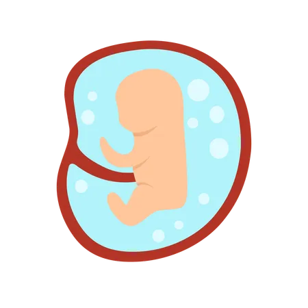 2 Monate menschliche Embryoentwicklung  Illustration