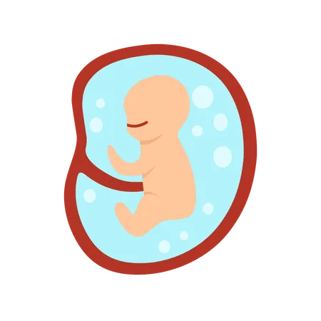 3 Monate menschliche Embryoentwicklung  Illustration