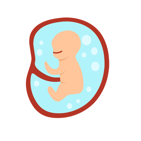 4 Monate menschliche Embryoentwicklung  Illustration