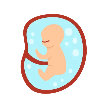 4 Monate menschliche Embryoentwicklung  Illustration