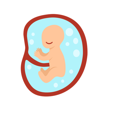 5 Monate menschliche Embryoentwicklung  Illustration