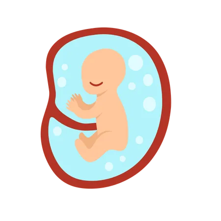 5 Monate menschliche Embryoentwicklung  Illustration