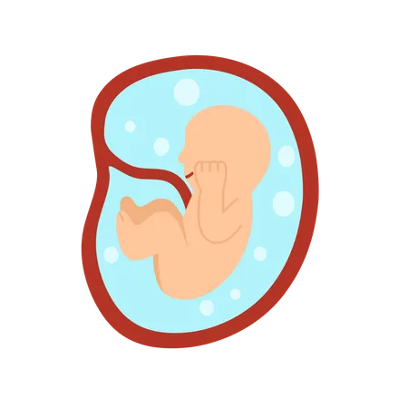 6 Monate menschliche Embryoentwicklung  Illustration