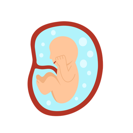 Desenvolvimento do embrião humano de 7 meses  Ilustração